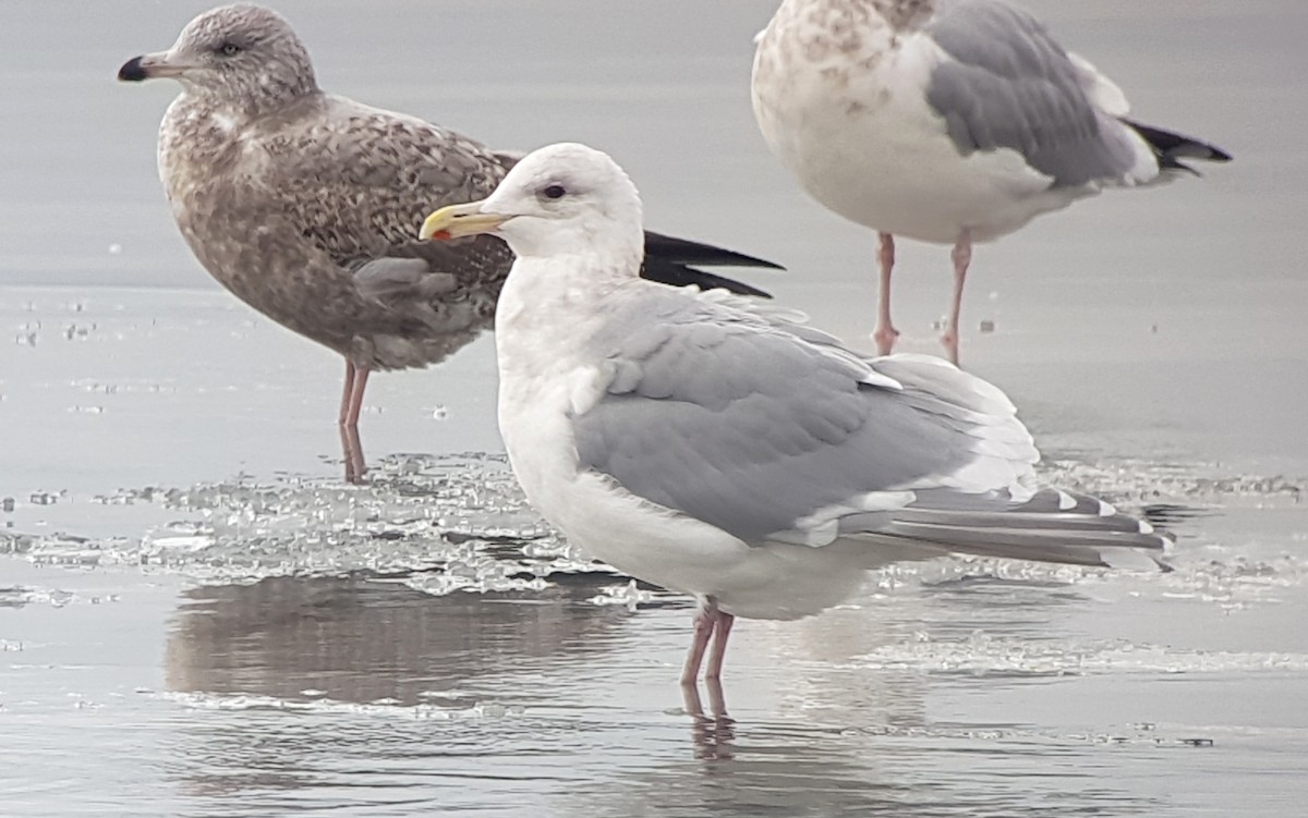 Goéland à ailes grises - ML544133591