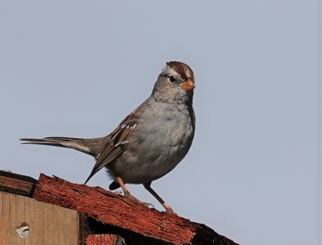 White-crowned Sparrow - ML544135301