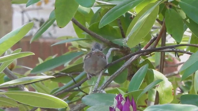 ショウジョウコウカンチョウ - ML544136211