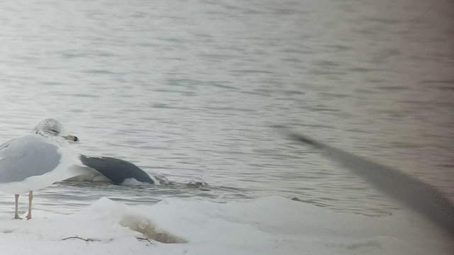 Slaty-backed Gull - ML544136251