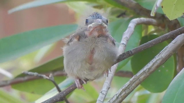 ショウジョウコウカンチョウ - ML544136261