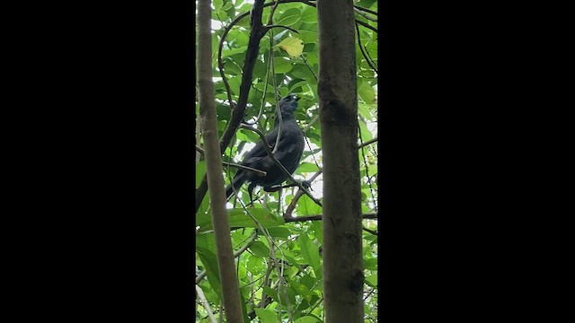 Kokako de Isla Norte - ML544136271