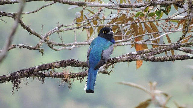 Gartered Trogon - ML544136491