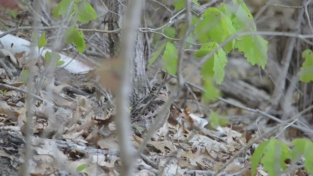 American Woodcock - ML544136691