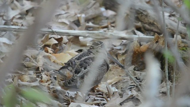 American Woodcock - ML544136791