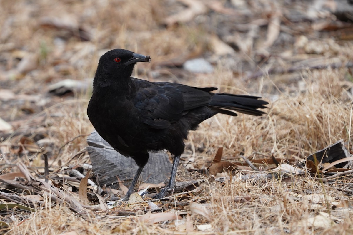 White-winged Chough - ML544138501