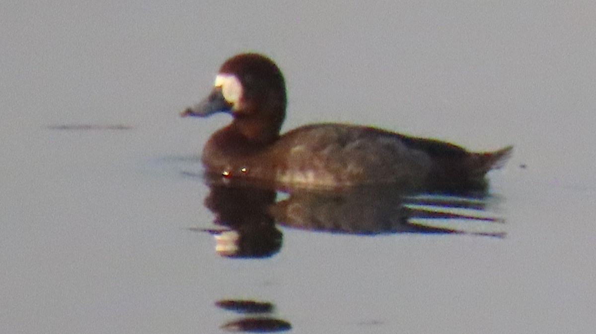 Greater Scaup - ML544138961