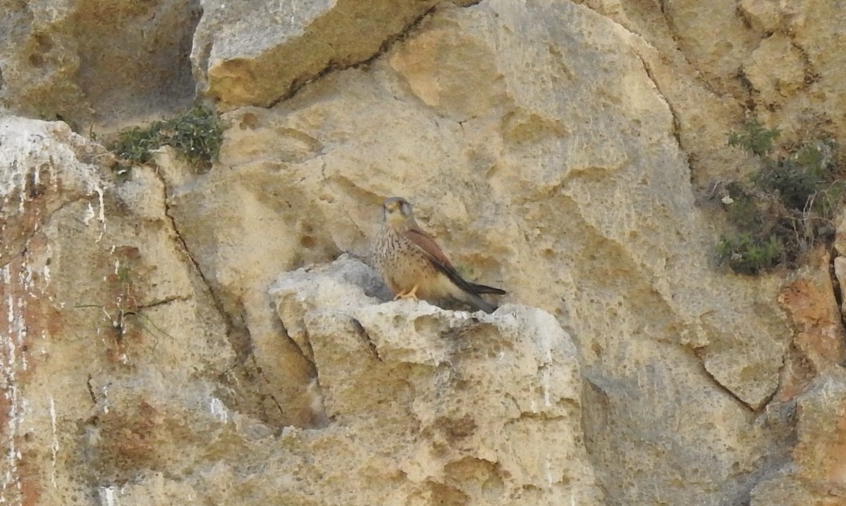 Eurasian Kestrel - ML544139041