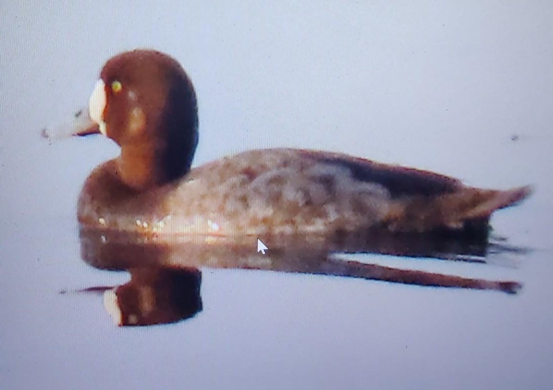 Greater Scaup - ML544139161