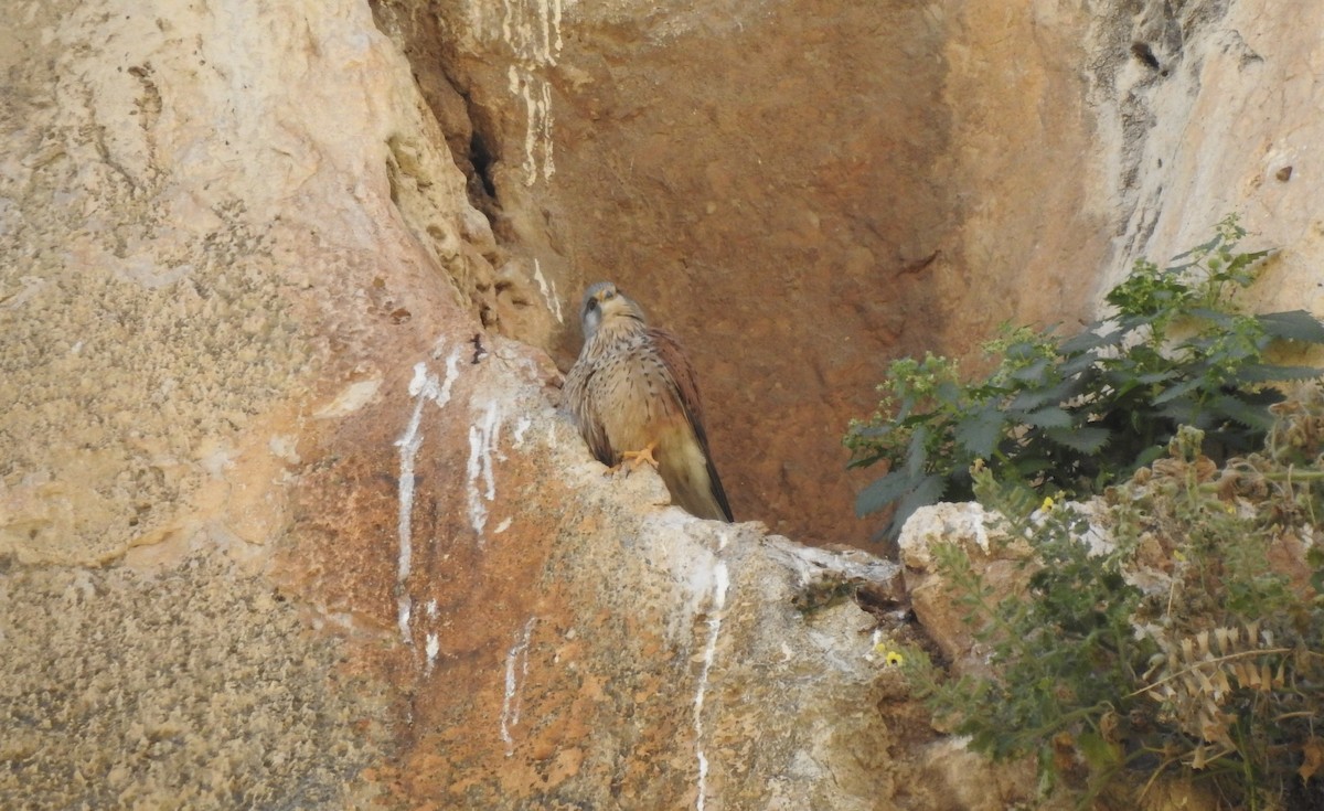 Eurasian Kestrel - ML544139291