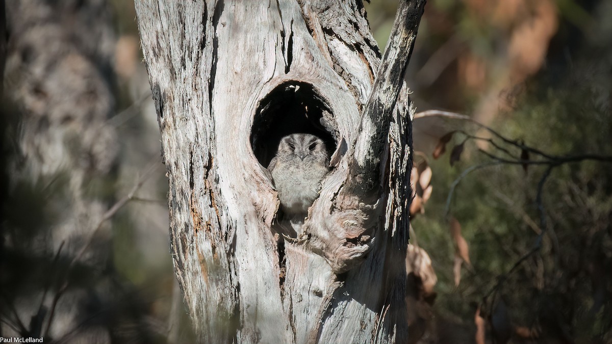 Australian Owlet-nightjar - ML544140161
