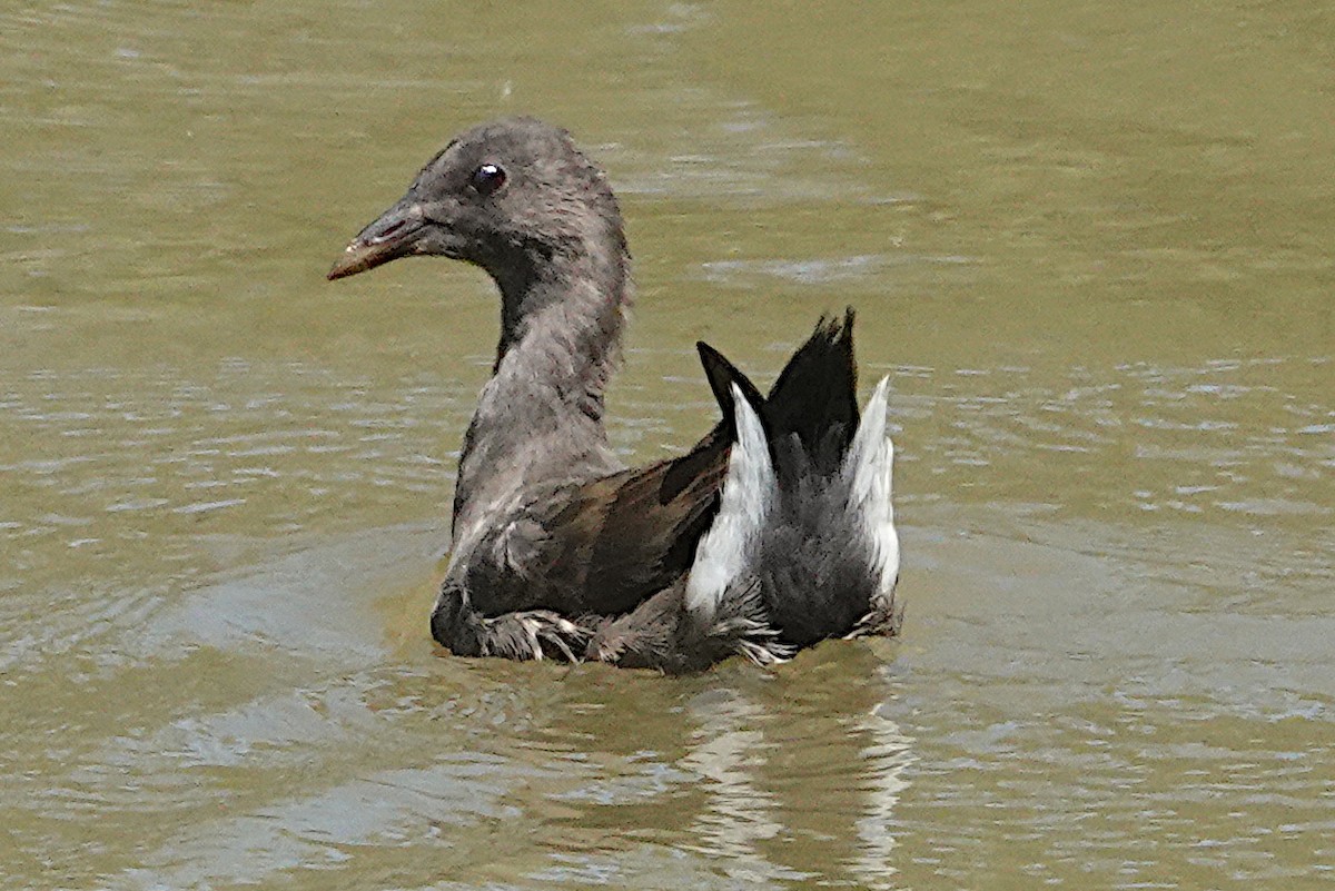 Dusky Moorhen - ML544140181