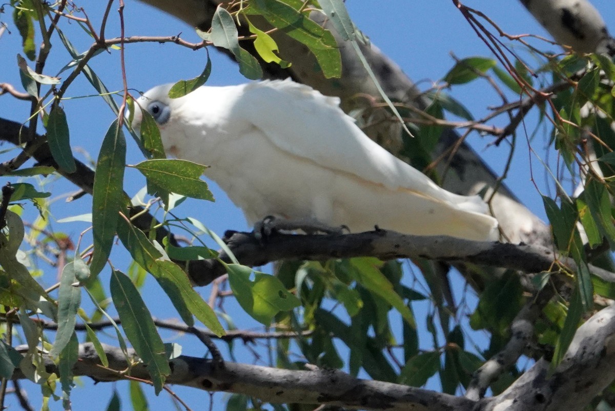 Little Corella - ML544140341
