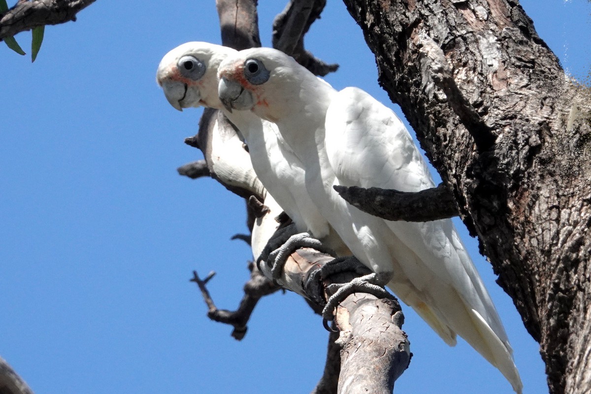 Little Corella - ML544140351