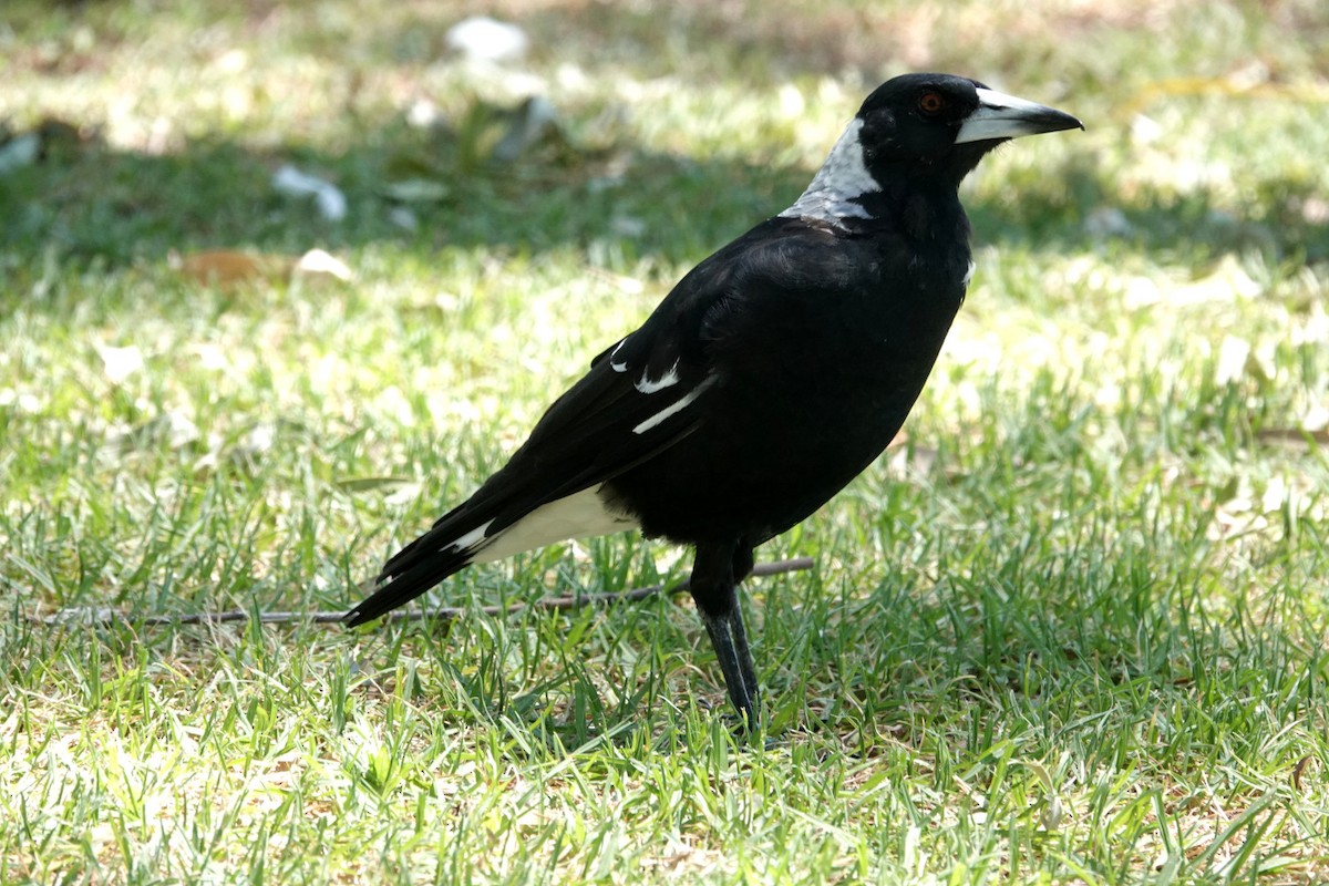 Australian Magpie (Black-backed) - ML544140381