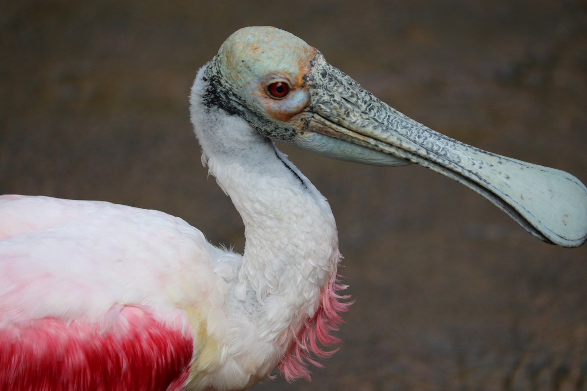 Roseate Spoonbill - ML544140741