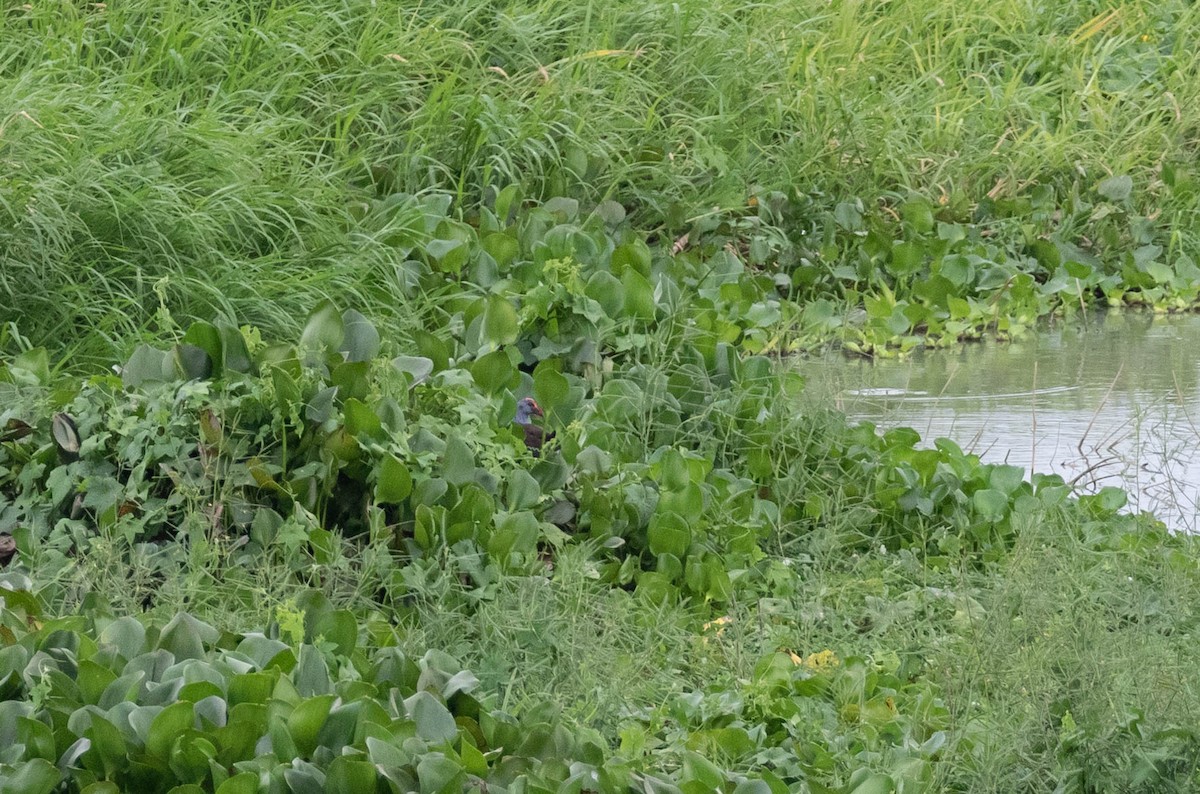 Philippine Swamphen - Brad Murphy