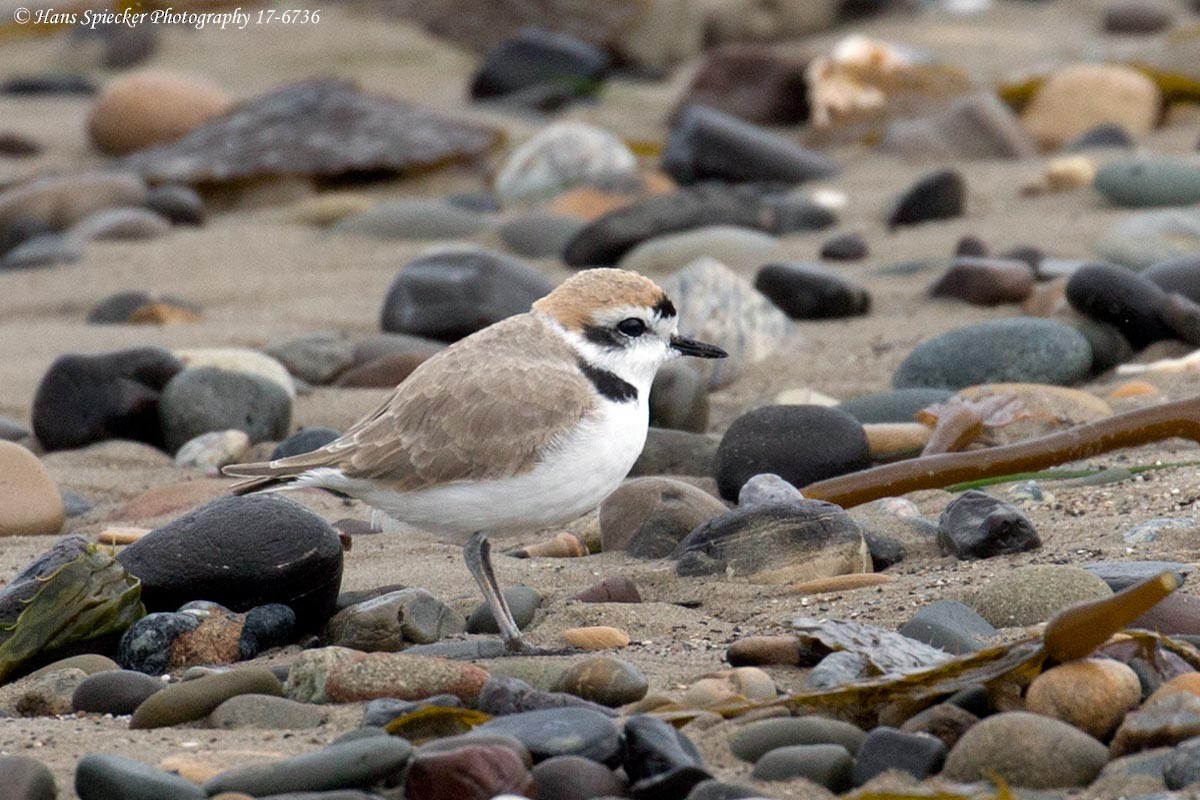 Snowy Plover - ML54414161