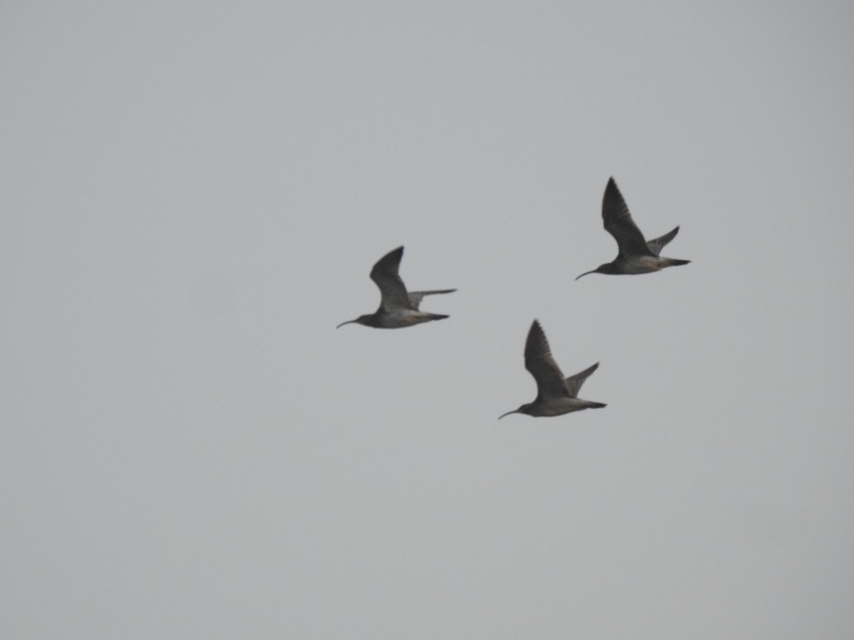 Whimbrel - Praveen Tangirala