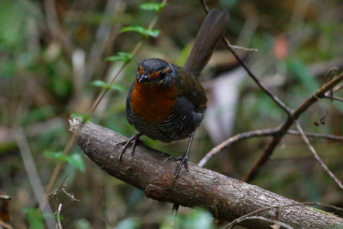 Chucao Tapaculo - ML544143211