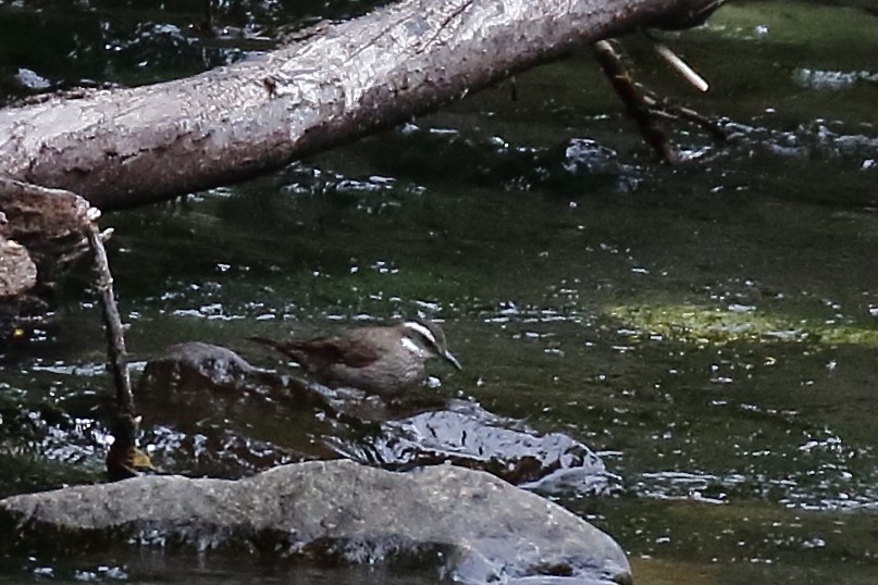 Dark-bellied Cinclodes - ML544143281