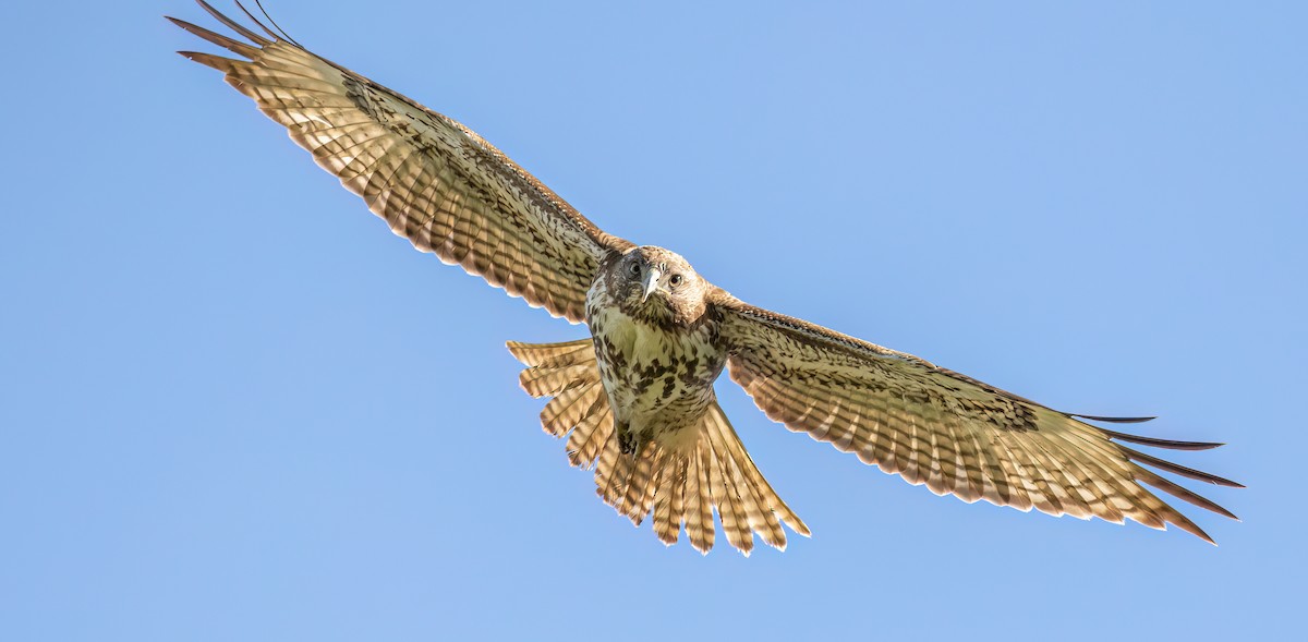 Red-tailed Hawk - Jeff Todoroff