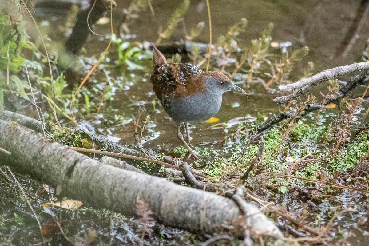 Baillon's Crake - ML544144111