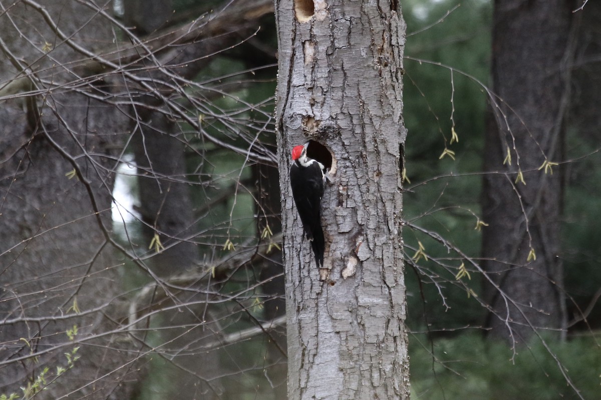 Pileated Woodpecker - ML54414541