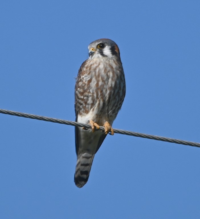 American Kestrel - ML544147551