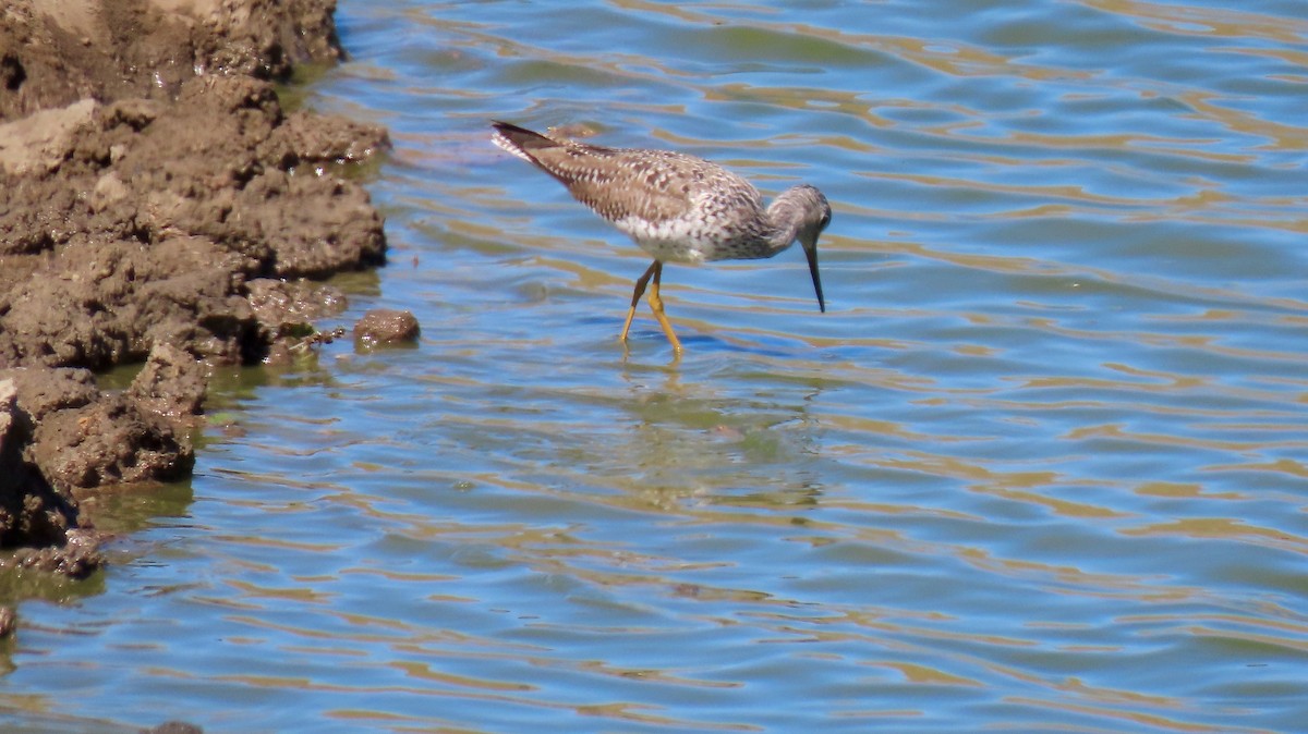 Greater Yellowlegs - Petra Clayton