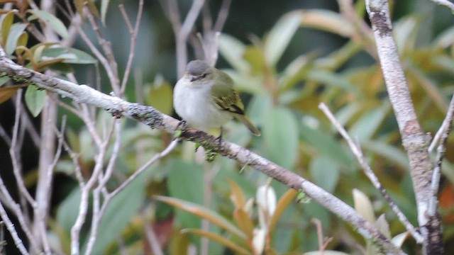 Mistletoe Tyrannulet - ML544147991