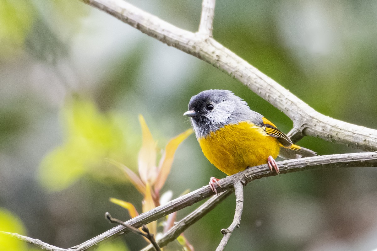 Golden-breasted Fulvetta - ML544148151