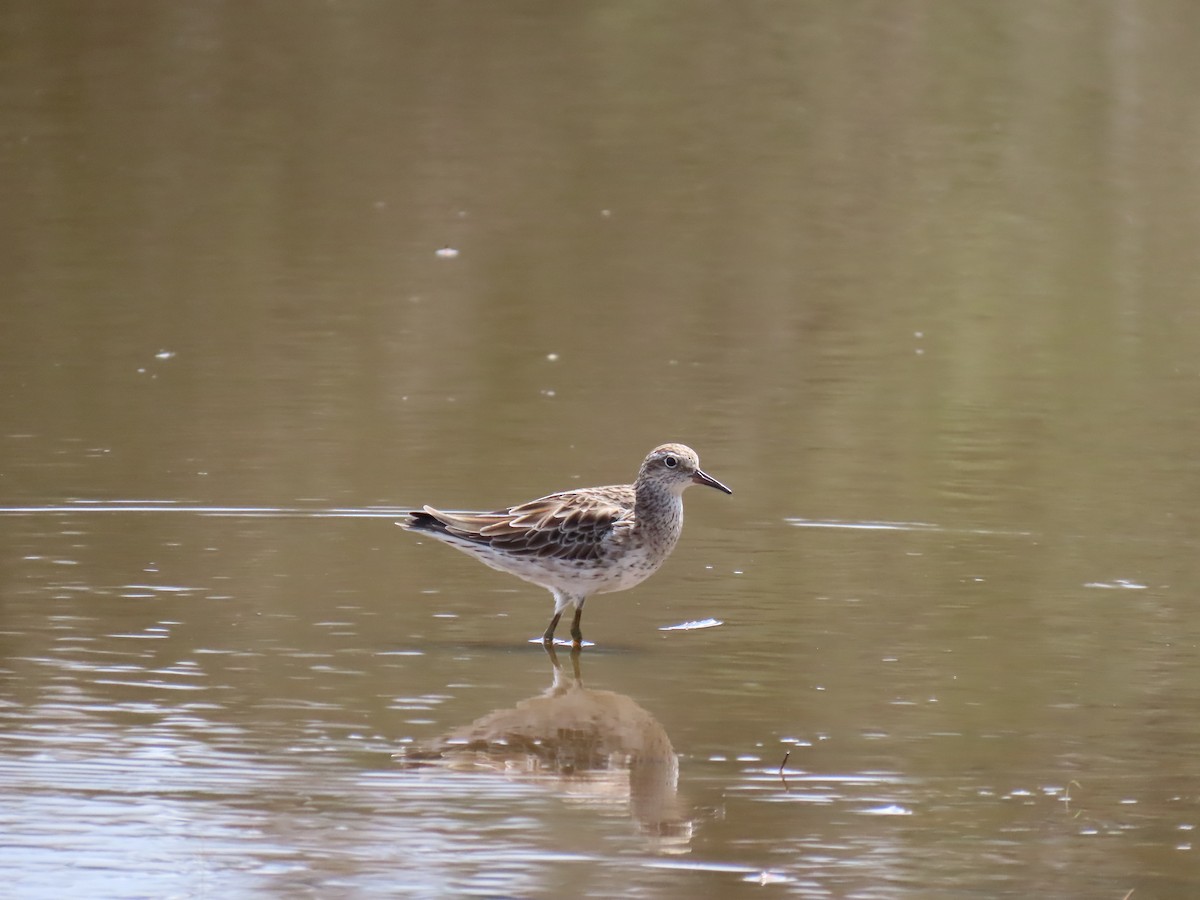 Sharp-tailed Sandpiper - ML544148521