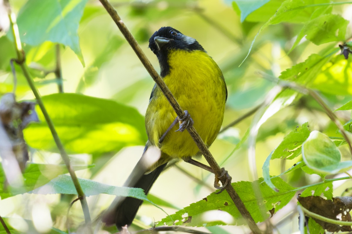 Santa Marta Brushfinch - ML544148691