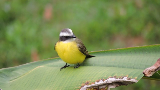 アカボウシヒタキモドキ - ML544148731