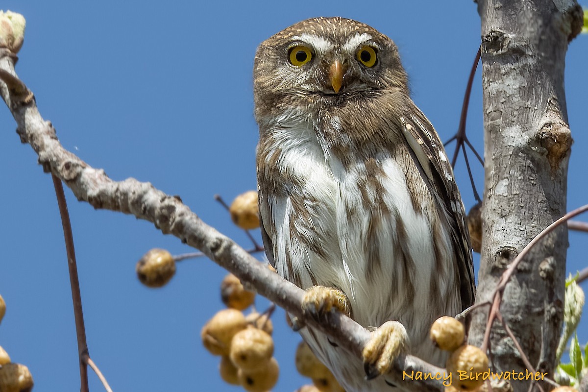 Ferruginous Pygmy-Owl - Nancy Fernández