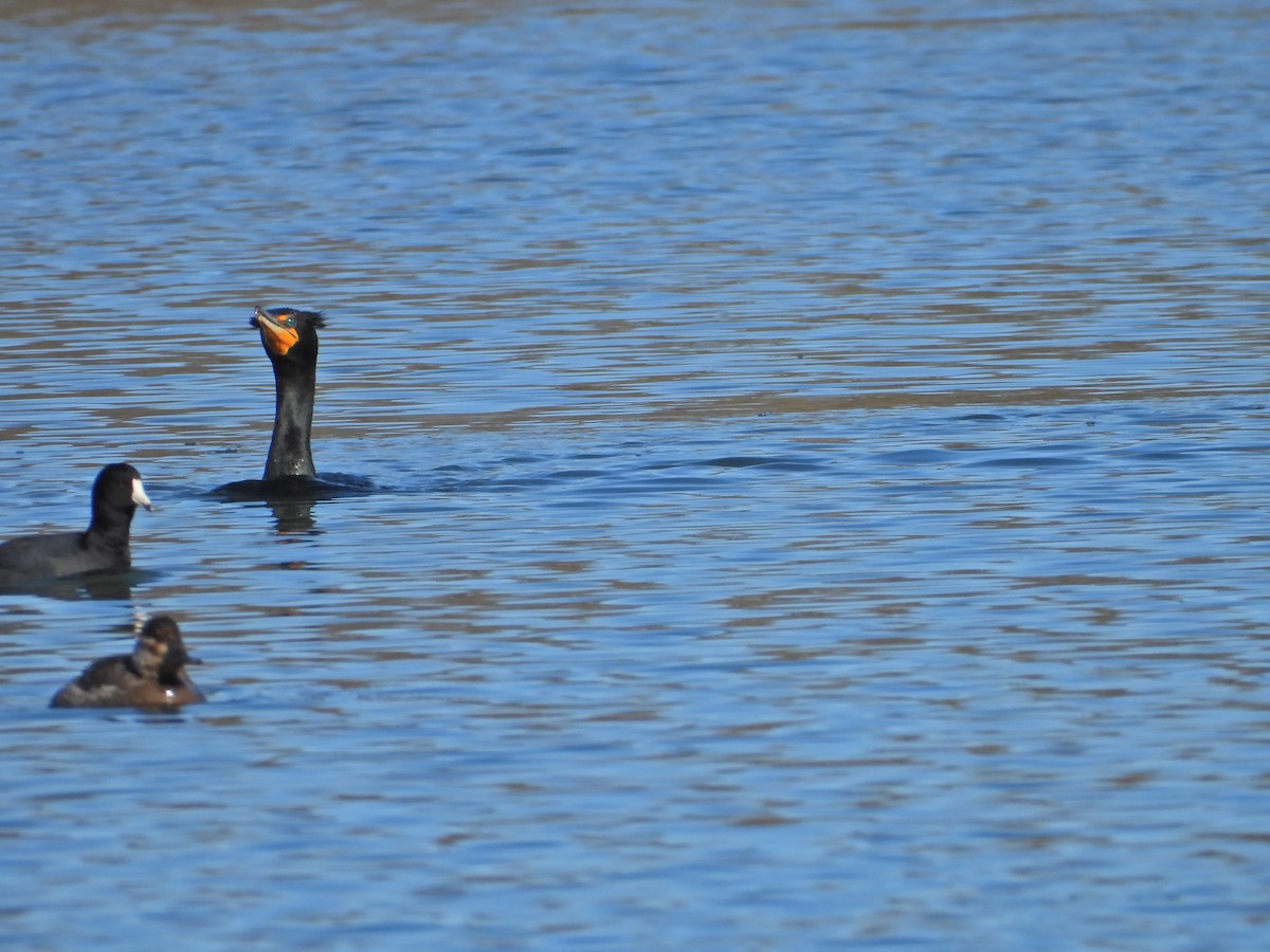 American Coot - Howard Friedman