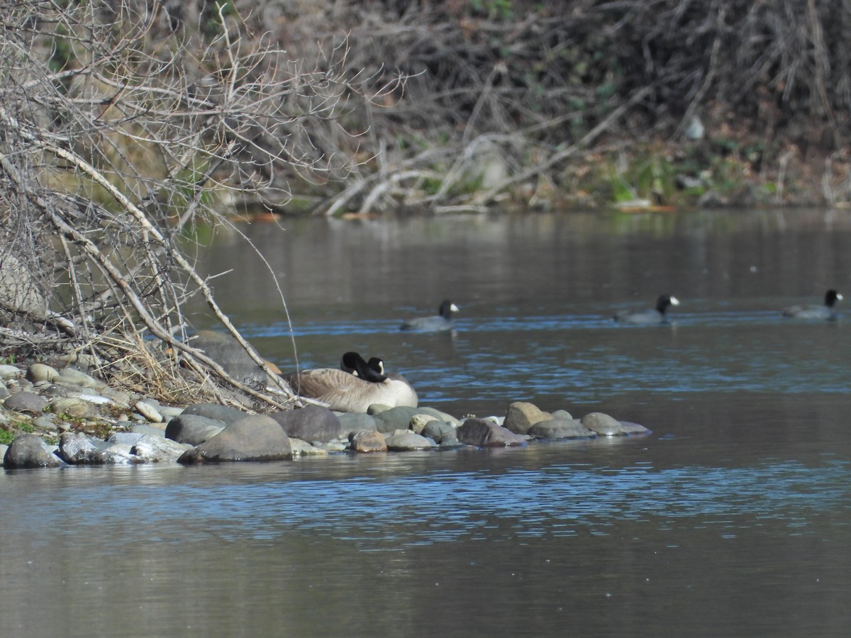 American Coot - ML544150671