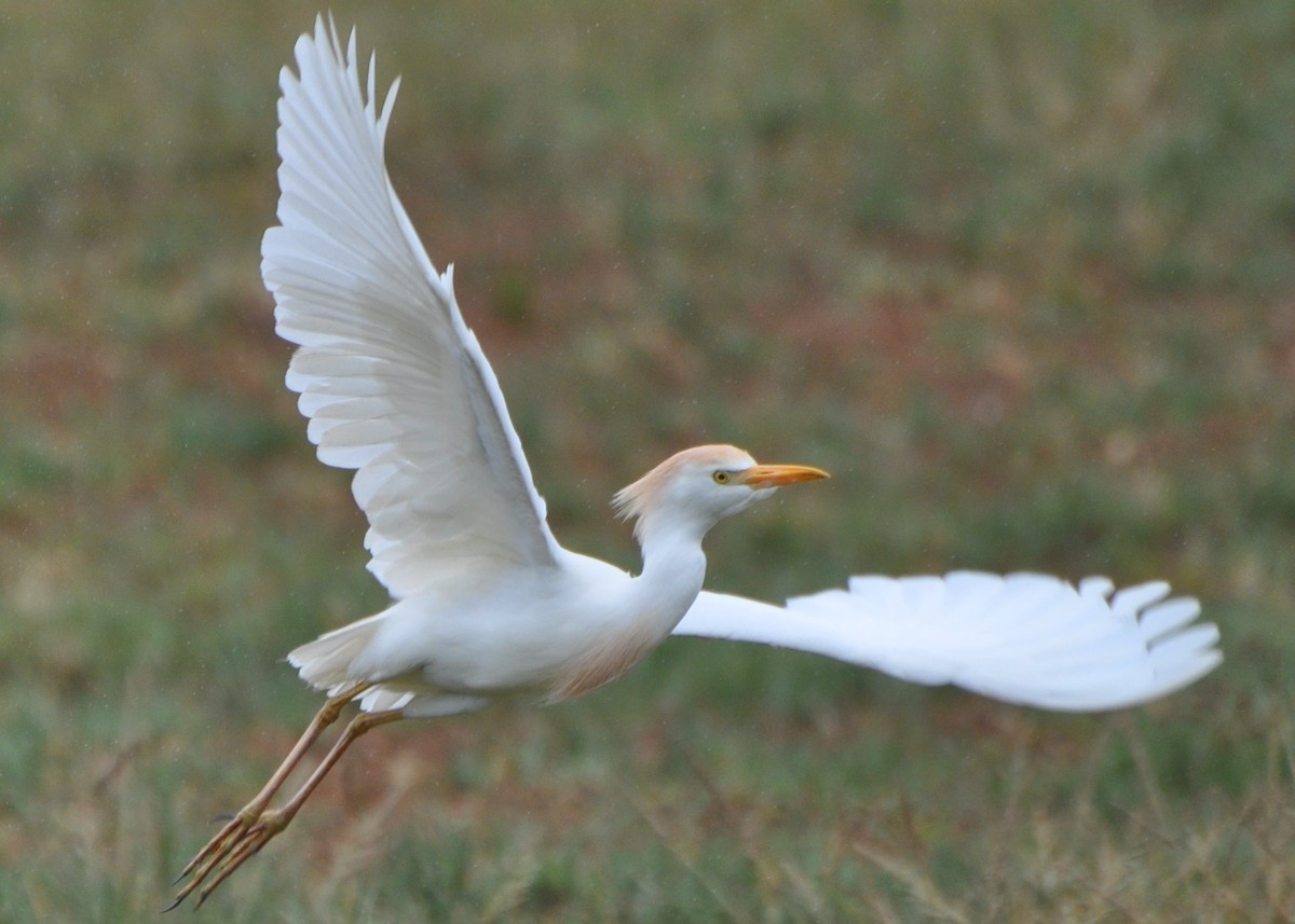 Western Cattle Egret - ML54415071