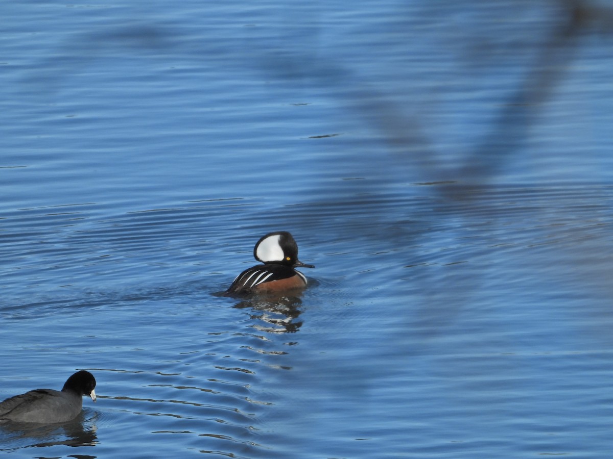 American Coot - ML544151501