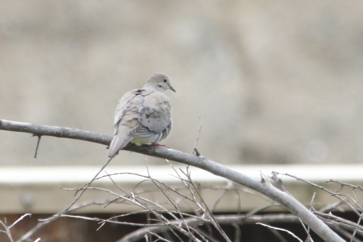 Mourning Dove - ML54415151