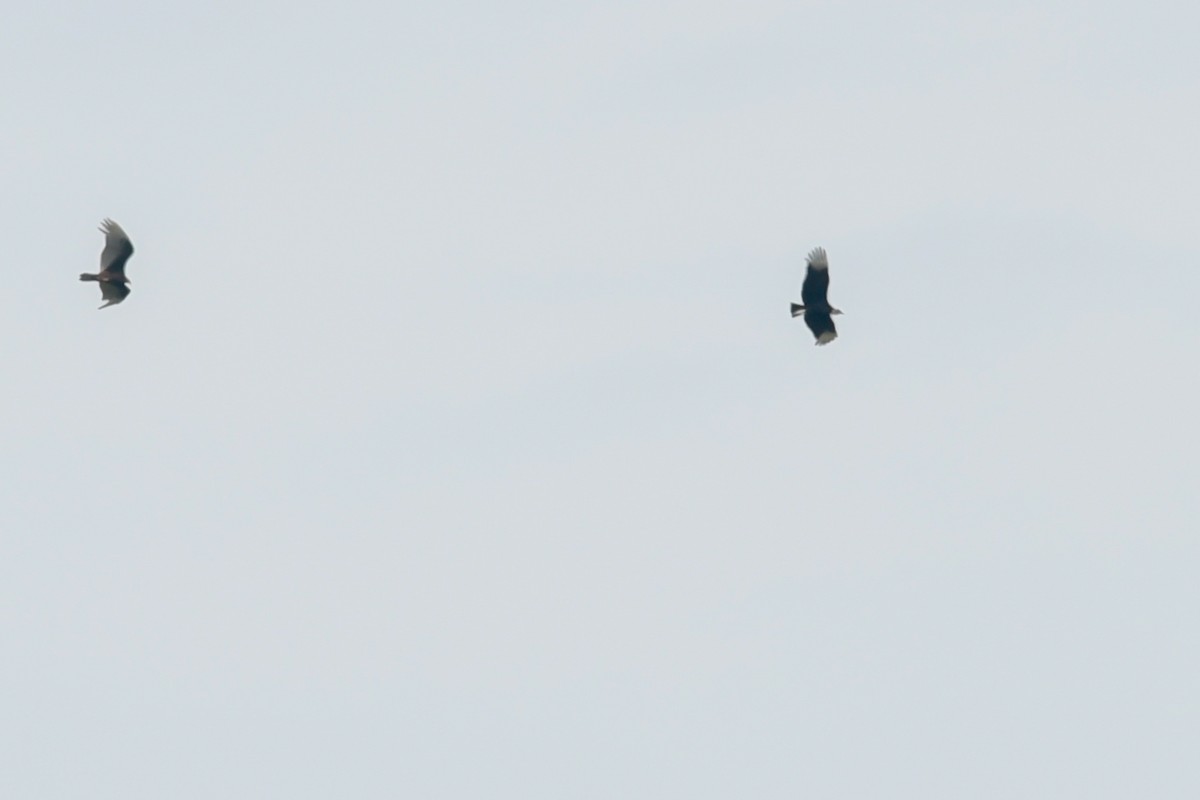 Black Vulture - ML54415231