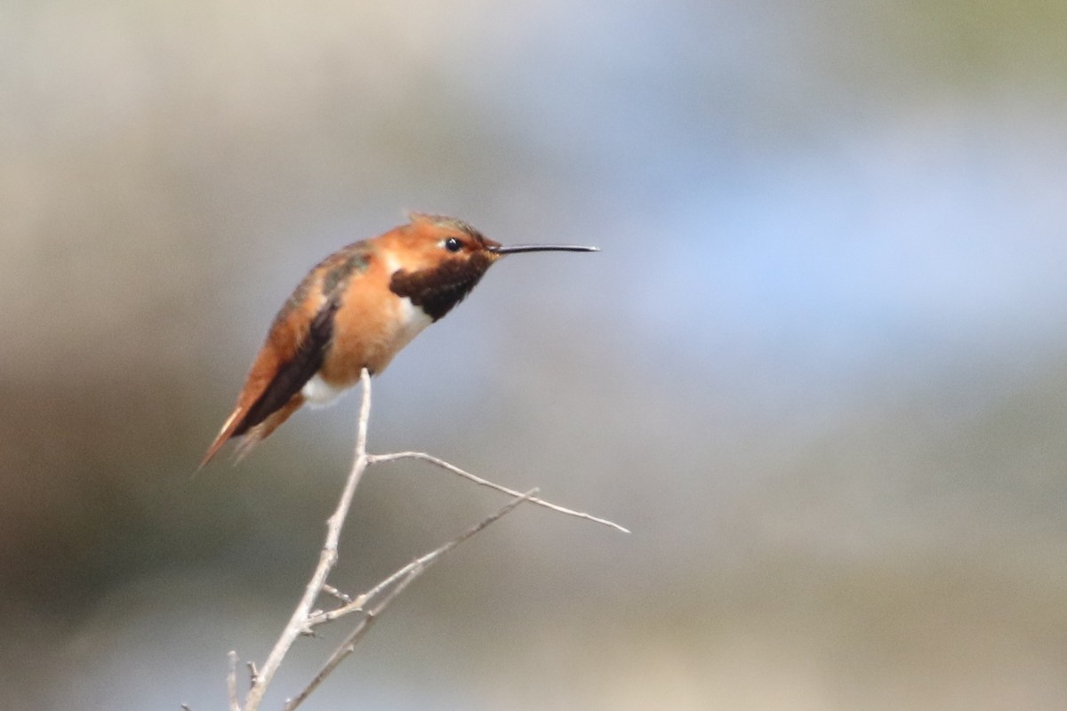 Allen's Hummingbird - ML54415341