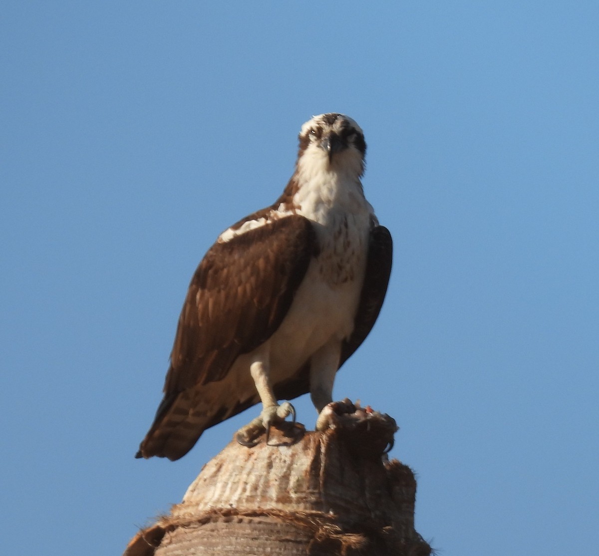 Águila Pescadora - ML544153741