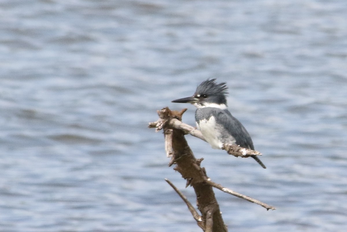 Belted Kingfisher - ML54415401