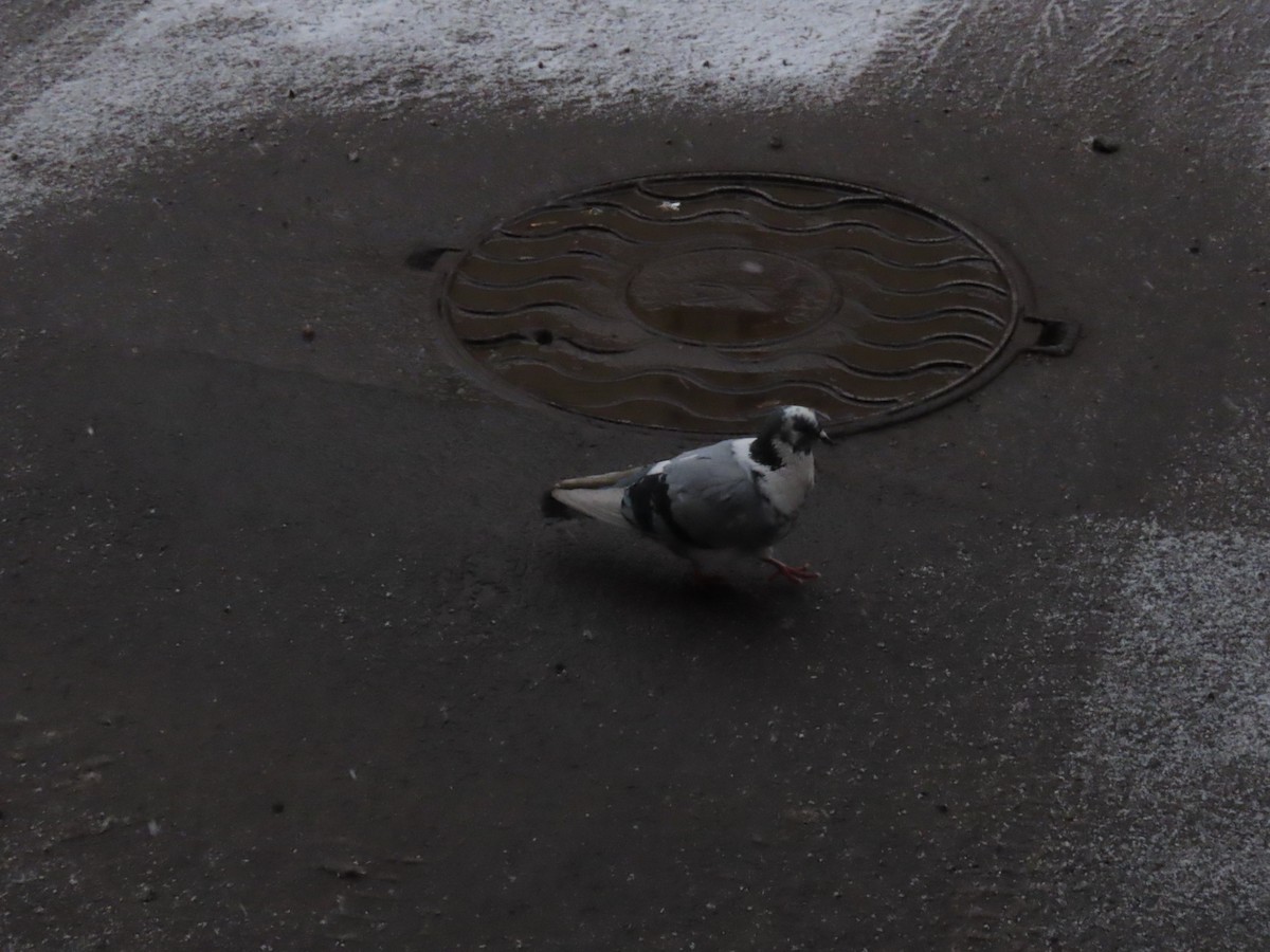 Rock Pigeon (Feral Pigeon) - ML544154331