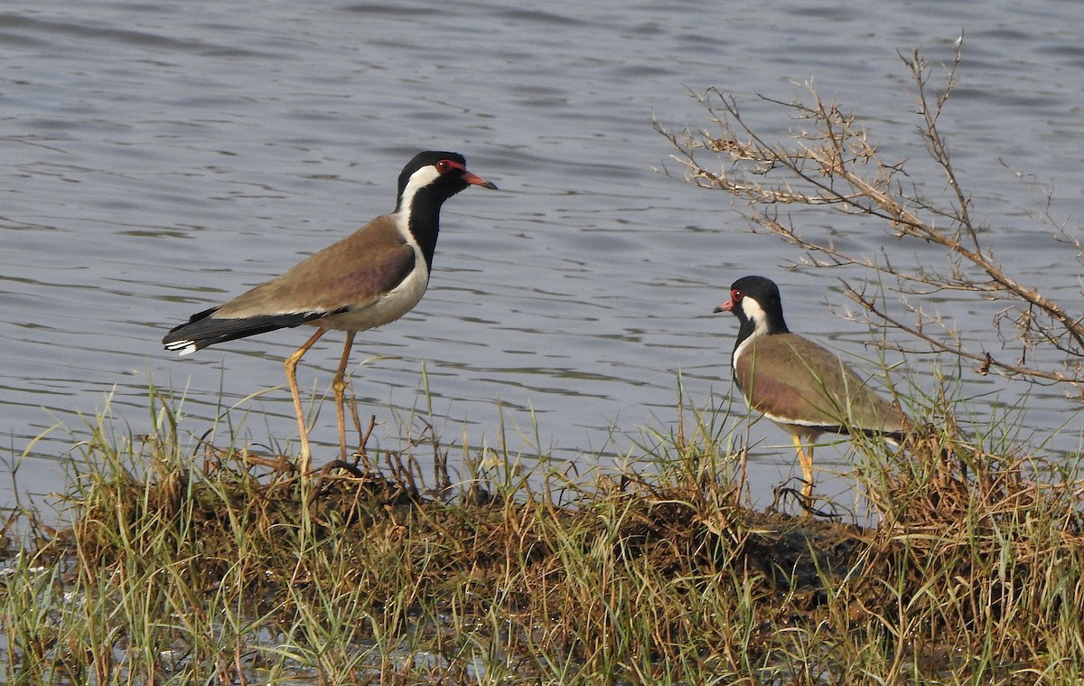 Red-wattled Lapwing - Afsar Nayakkan