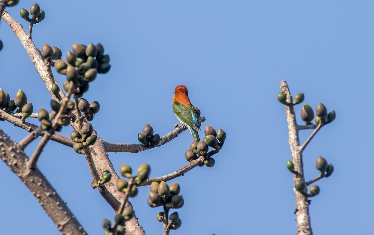 Chestnut-headed Bee-eater - ML544155461