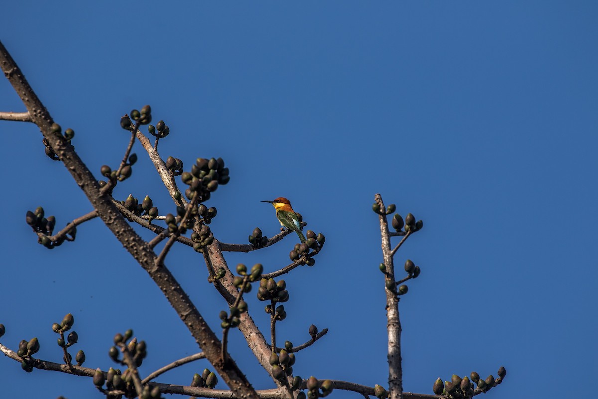 Chestnut-headed Bee-eater - ML544155471