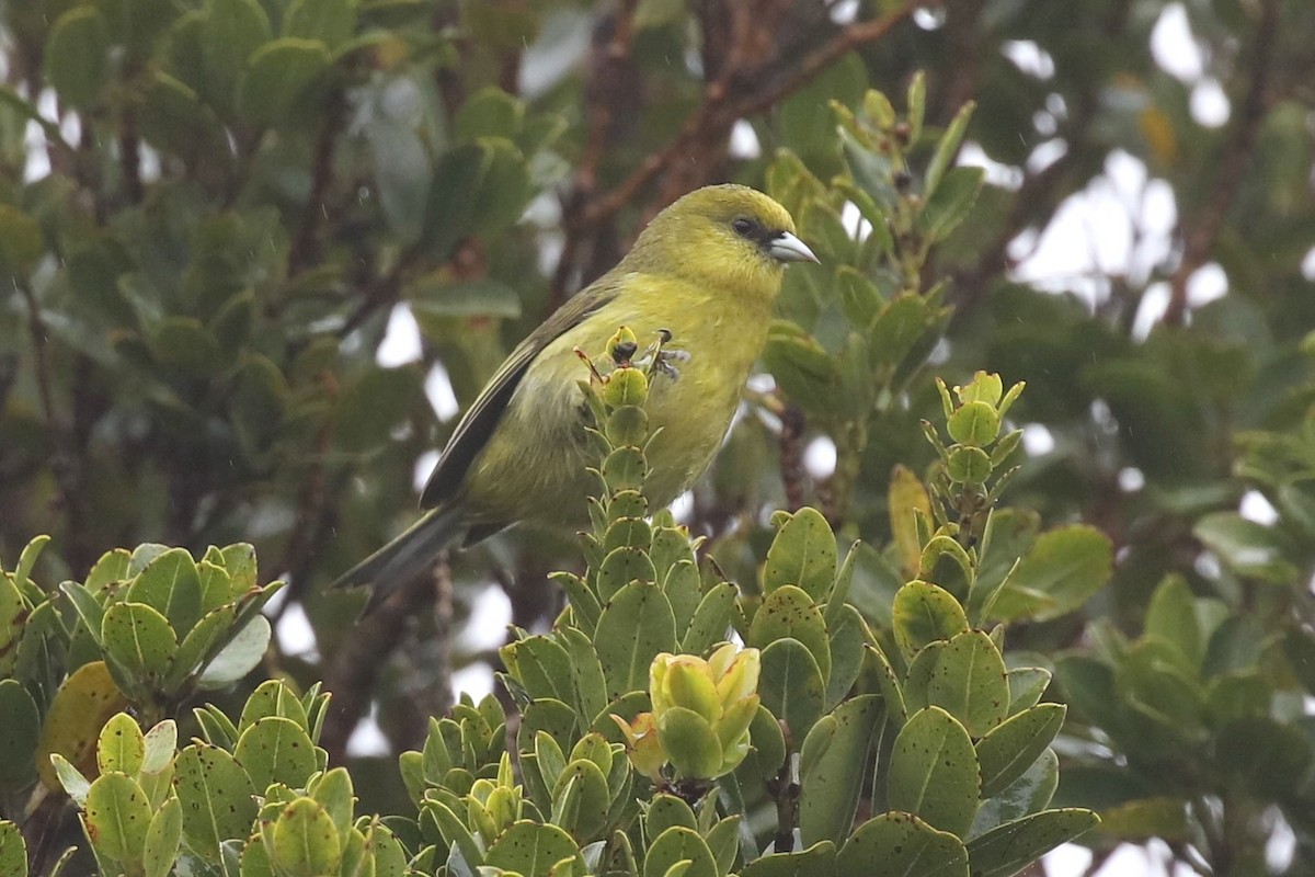 Akepa de Kauai - ML544155611